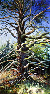 The Schoodic Pine