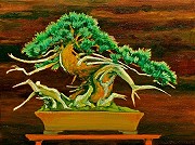 Twisting Pine Bonsai