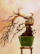 Weeping Bonsai